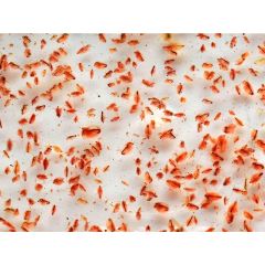 Daphnia viva 100 ml - cibo vivo per pesci tropicali e marini