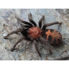 Davus pentaloris
