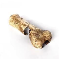 Tana Dinosaur Bone