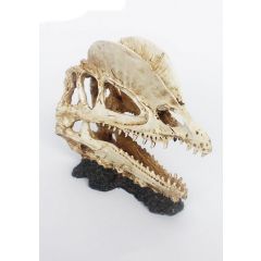Dinosaur Bones
