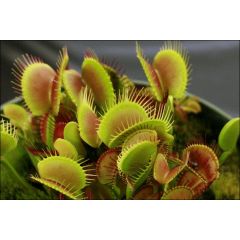 Pianta Carnivora Dionaea Muscipula
