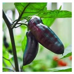 Pimenta de neyde