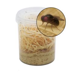 Colonie da 1/2 Litro Drosophila Hydei