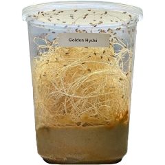 Drosophila Hydei varietà "Golden"