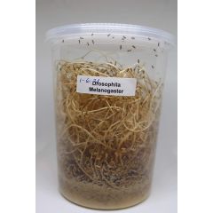 1 Litro Drosophila Melanogaster
