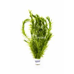 Aquaflora - Egeria Densa (Elodea)