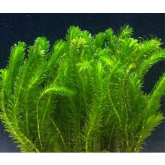 Aquaflora - Egeria Densa (Elodea)