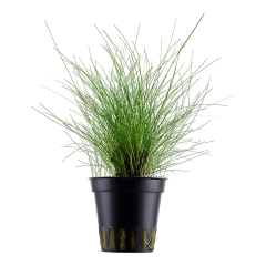 Tropica Eleocharis parvula