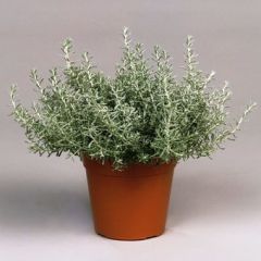 Pianta Di Elicriso Italico - Vaso Grande