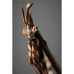 Empusa hedenborgii