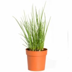 Pianta Di Erba Cipollina - Vaso Grande