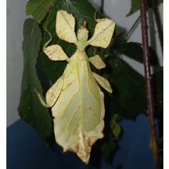 Phyllium ericoriai