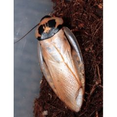 Eublaberus sp. "Ivory" - 10 pezzi