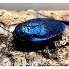 Eucorydia yasumatsui