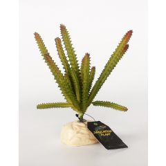 Dr.Raptor - Euphorbia Cactus
