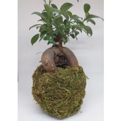 Bonsai di Ficus Retusa in Kokedama