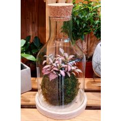 Fittonia in Kokedama sotto Campana di Vetro con Base