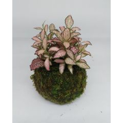 Fittonia in Kokedama