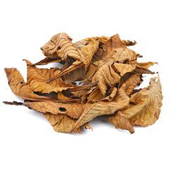 Foglie di Castagno