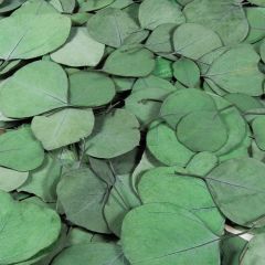 Eucalyptus Leaves