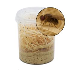 Drosophila funebris 500ml