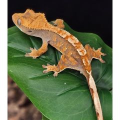 Geco ciliatus "Harlequin"