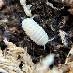 Cubaris murina "Glacier"