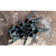 Grammostola pulchra
