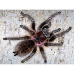 Grammostola rosea