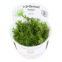 Tropica Gratiola viscidula 1-2-Grow!