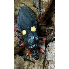 Platymeris guttatipennis
