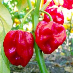 Pianta Di Peperoncino Habanero Rosso