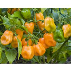 Pianta Di Peperoncino Habanero Orange