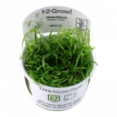 Tropica Helanthium tenellum 'Green' 1-2-Grow!