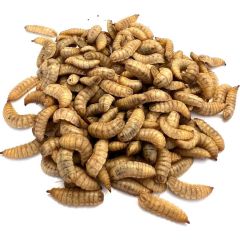 Hermetia Illucens Medie 200 Pezzi | Larve Vive Ricche di Calcio