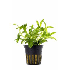 Heteranthera Zosteraefolia
