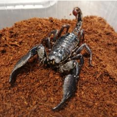 Heterometrus cyaneus