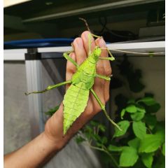 Heteropteryx dilatata - Fasmide Gigante della Malesia