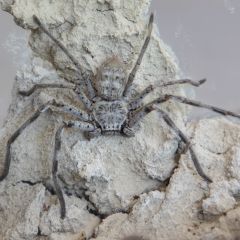 Holconia Murrayensis
