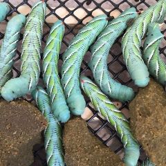 Hornworm Vivi con Mangime Incluso (Manduca sexta)