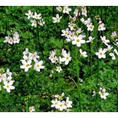 Hottonia palustris - Pianta ossigenante da laghetto