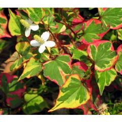 Houttuynia cordata 'Chamaleon'