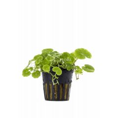 Hydrocotyle Leucocephala