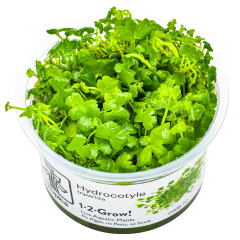 Hydrocotyle tripartita 1-2-Grow!