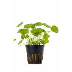 Hydrocotyle Verticillata