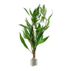 Hygrophila corymbosa