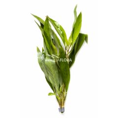 Hygrophila Corymbosa Thailand (siamensis)