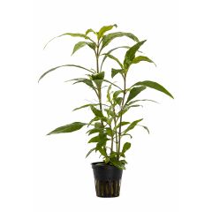 Hygrophila Corymbosa Thailand (siamensis)