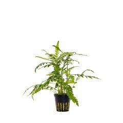 Hygrophila Pinnatifida