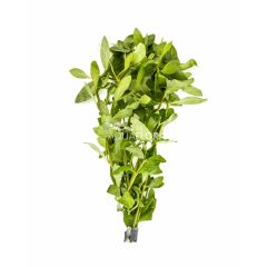 Hygrophila Polysperma